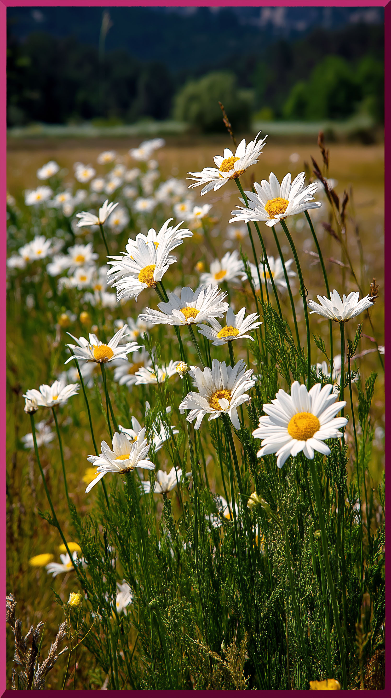 Audrey récoltant des fleurs dans son jardin